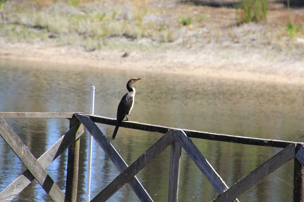 An Assortment of&nbsp;Cormorants