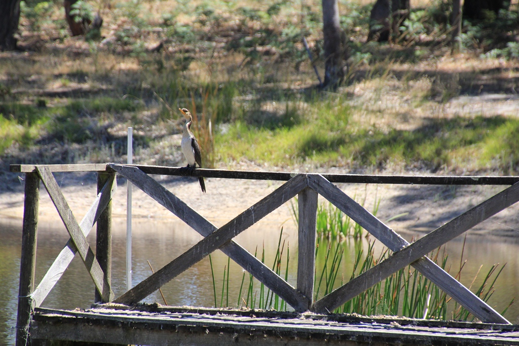 Little Pied Cormorant