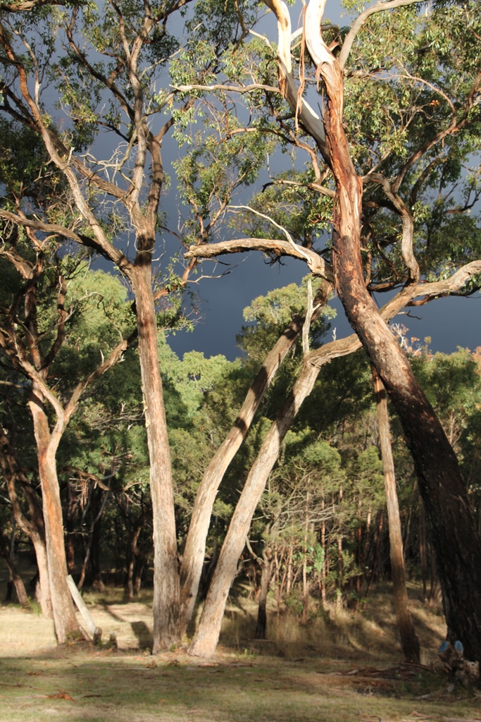 Rainclouds through the trees