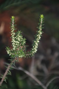 White Flowering heath