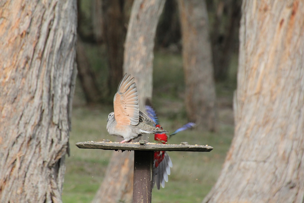 Common Bronzewing Pigeons&nbsp;Return
