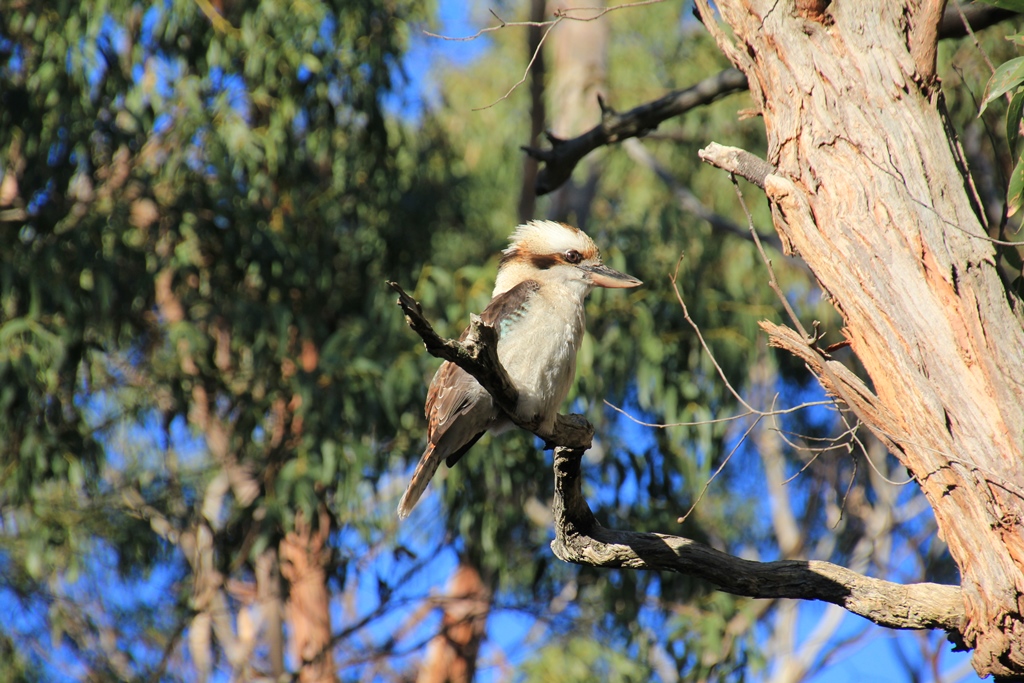 Kookaburra