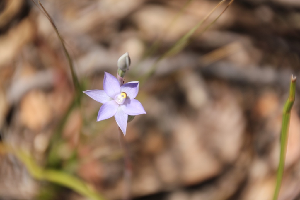 Sun Orchid