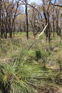 Xanthorrhoea minor