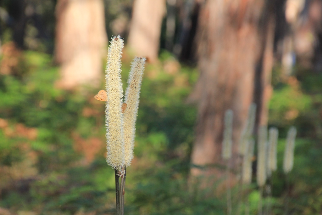 November Wildflowers: Part&nbsp;1