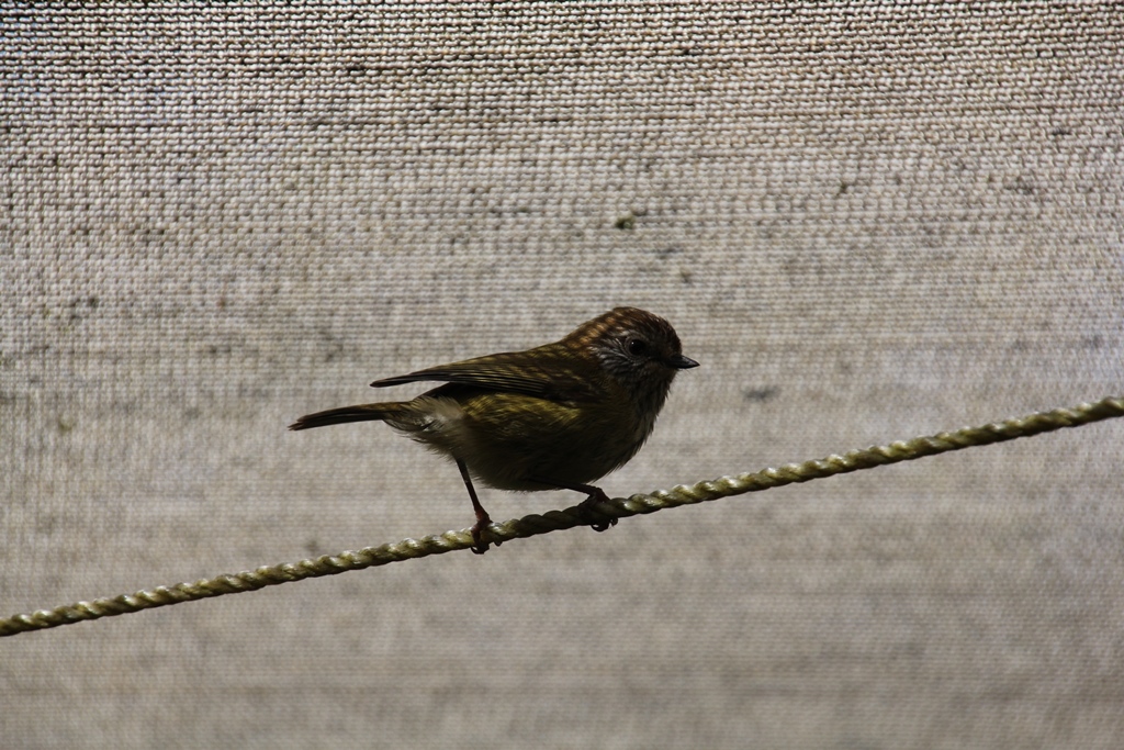 Striated Thornbill 1
