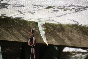 Striated Thornbill 2