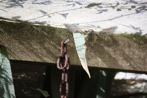 Striated Thornbill 3