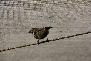 Striated Thornbill 4