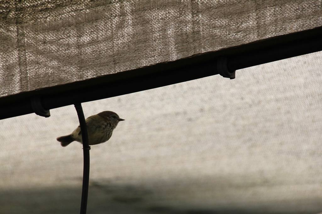 Striated Thornbill 5