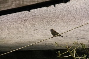 Striated Thornbill 6