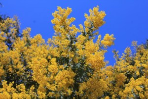 Acacia against sky