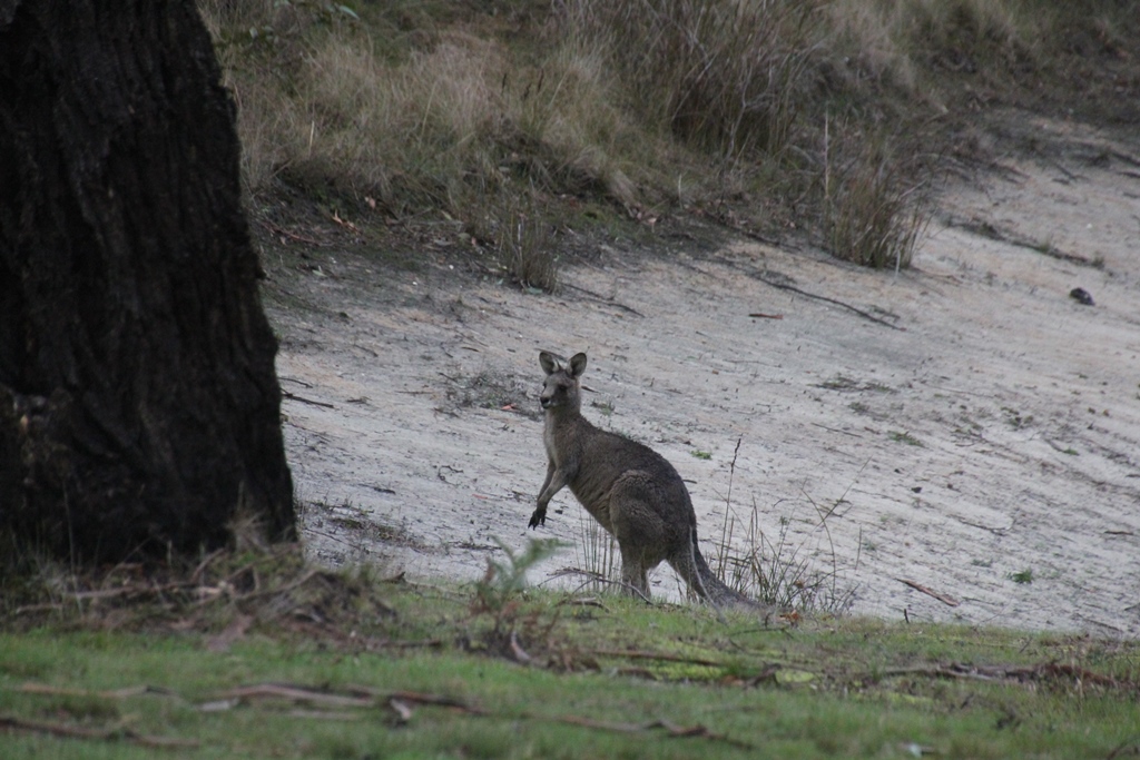 Young Male Kangaroo