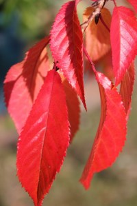 Autumn Weeping Cherry