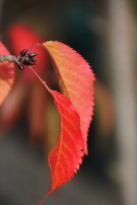 Autumn Weeping Cherry