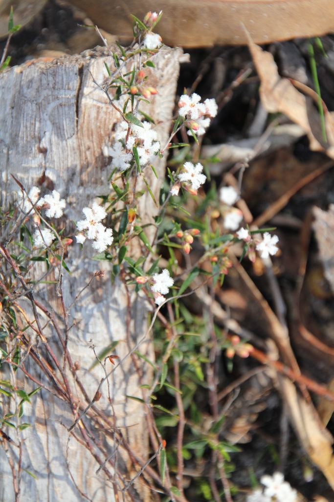 Common Beard-Heath Cluster