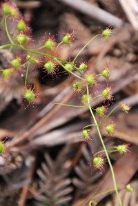 Climbing Sundew
