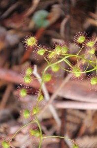 Climbing Sundew