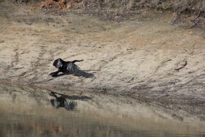 Drying Cormorant