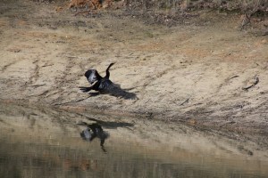 Drying Cormorant