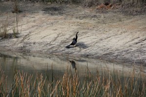 Drying Cormorant