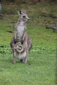 Relaxed kangaroos