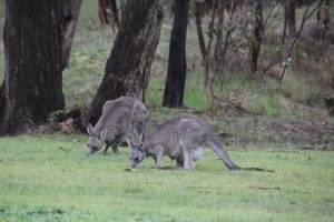 relaxed kangaroos