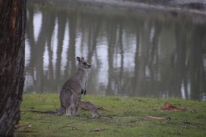 Eastern Grey Joey
