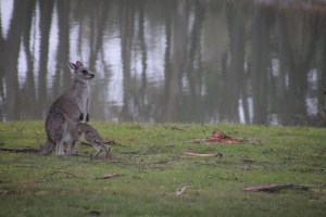 Eastern Grey Joey