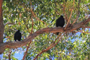 Magpies