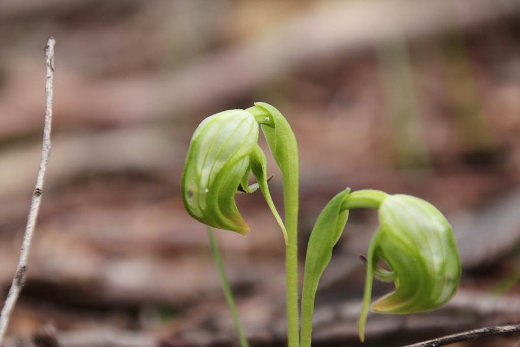 Nodding Greenhoods Are&nbsp;Emerging