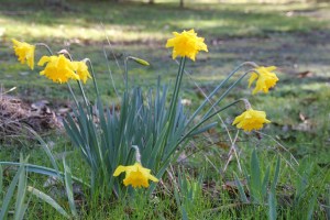 Daffodils