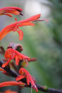 Bird of Paradise Flowers