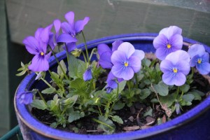 Violas