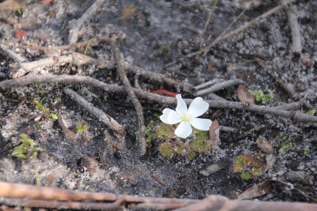 Scented Sundew