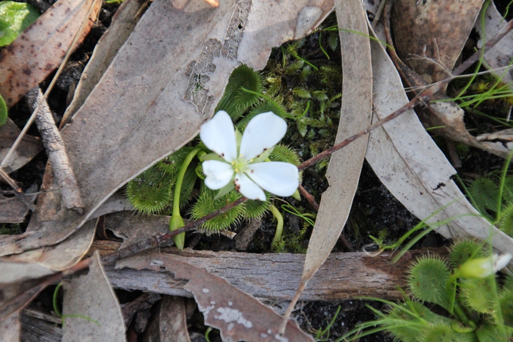 Scented Sundew