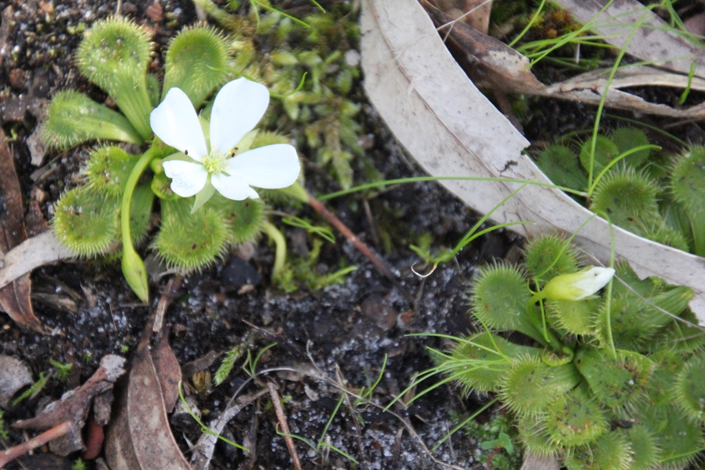 Scented Sundew