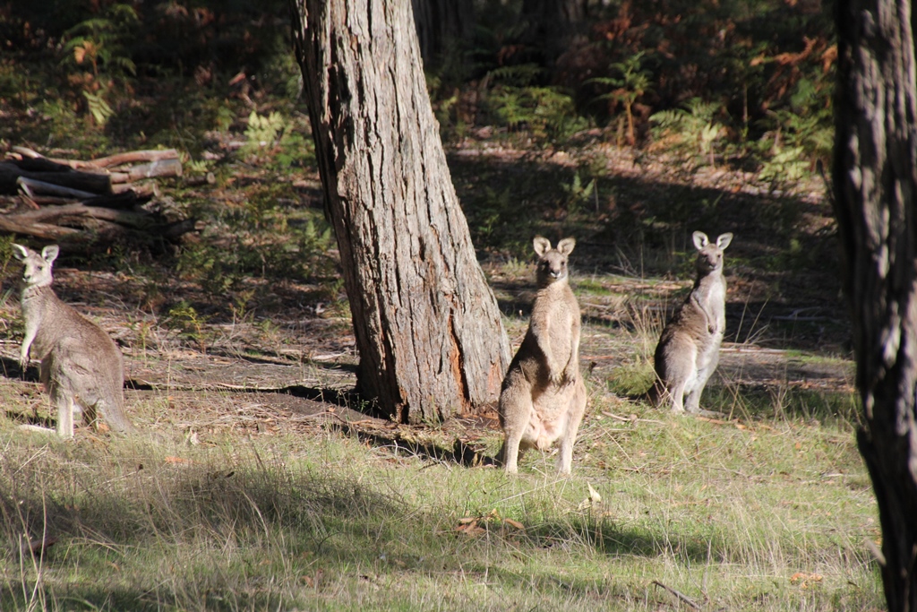Eastern Grey  Kangaroos