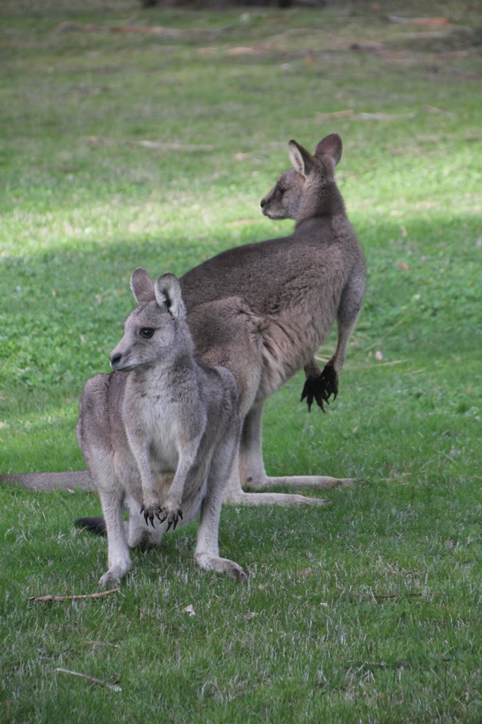 Young Pair of  Eastern Greys