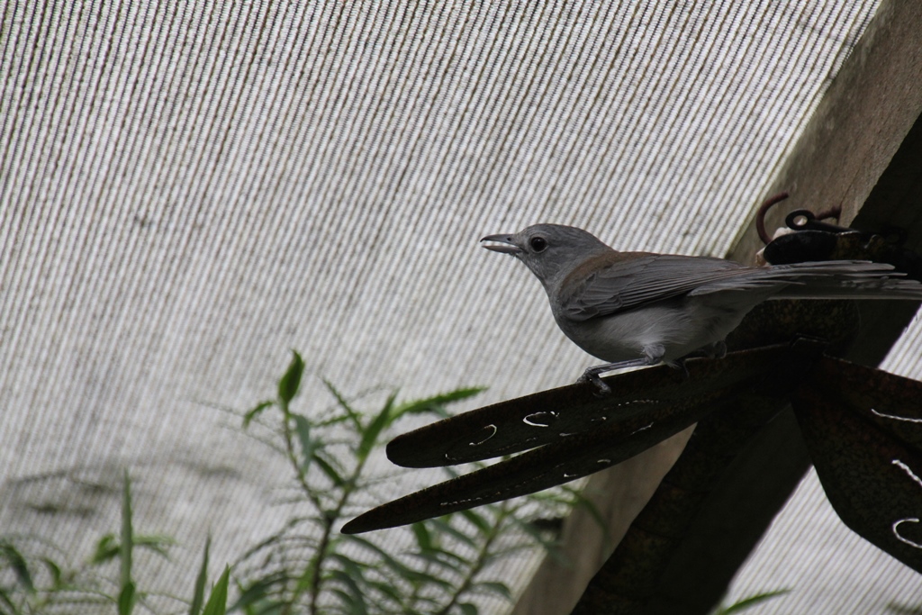 Grey Shrike-Thrush