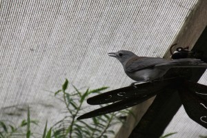 Grey Shrike-Thrush