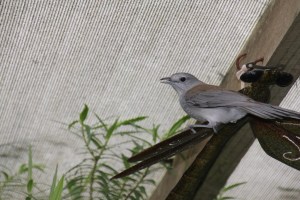 Grey Shrike-Thrush