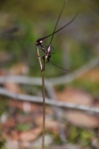 Mayfly Orchids 2