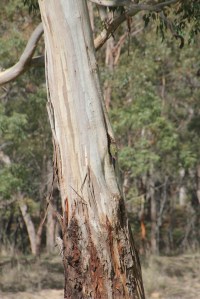Crimson Rosella Nest Hunting 2
