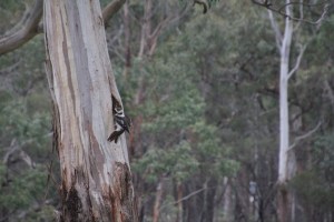 Kookaburra and hollow