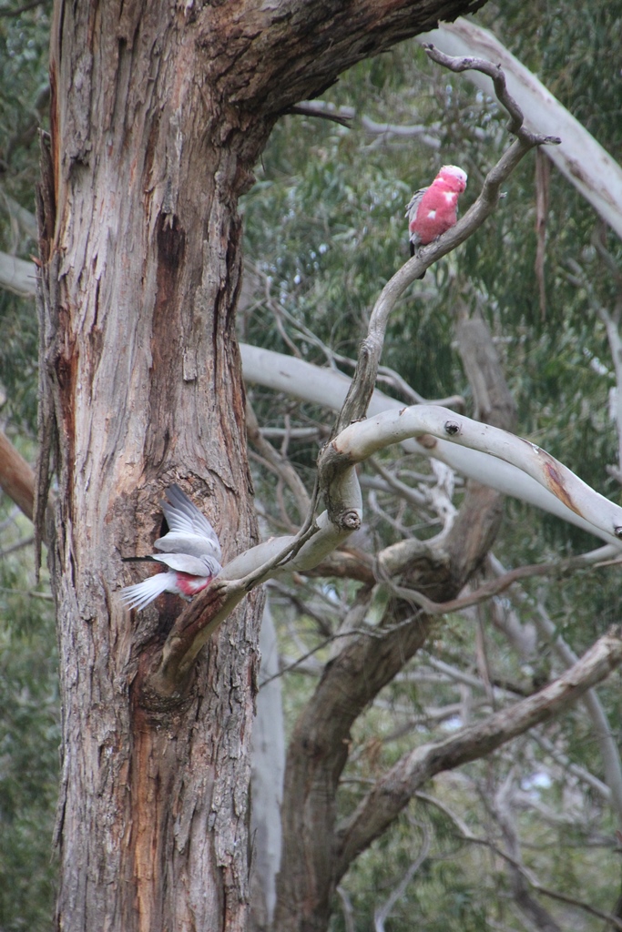 Galahs