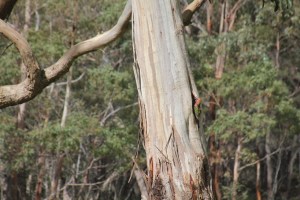 Crimson Rosella Nest Hunti