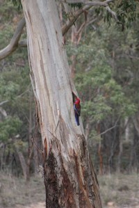 Testing the landing site