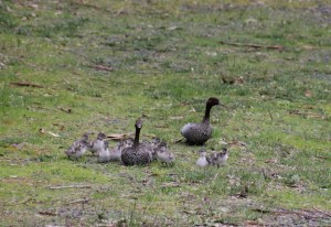 Twelve Ducklings with two adult Australian Wood Duck.
