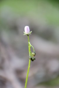 Pink Sundew Flower